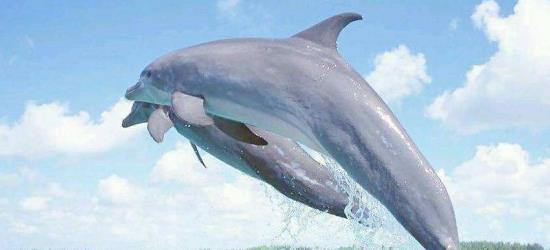 海豚主要靠什么接受外界声音 海豚用什么器官听到声音