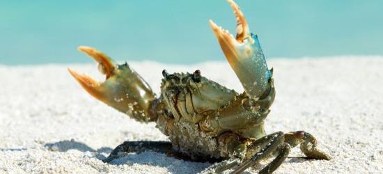 螃蟹的行为是否与潮汐有关 螃蟹的行为和潮汐有没有关