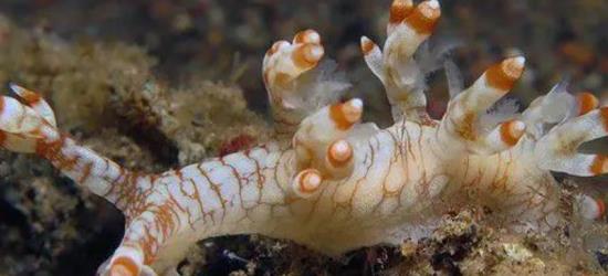 海兔是什么种类的海洋生物 海兔是什么动物类型