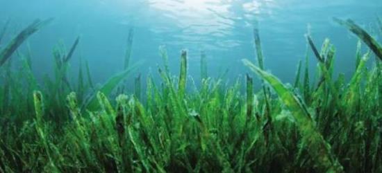 世界上最大的藻类植物是 世界上最巨大的藻类的是什么