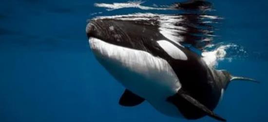 逆戟鲸是什么鲸鱼的别称 逆戟鲸是什么动物