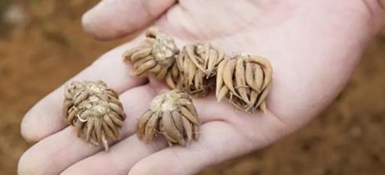 毛良茛的种植方法是怎样 花毛茛种植方法新手种植