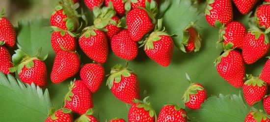 种草莓印的危害